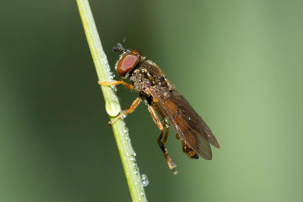  Platycheirus fulviventris (Macquart, 1829)