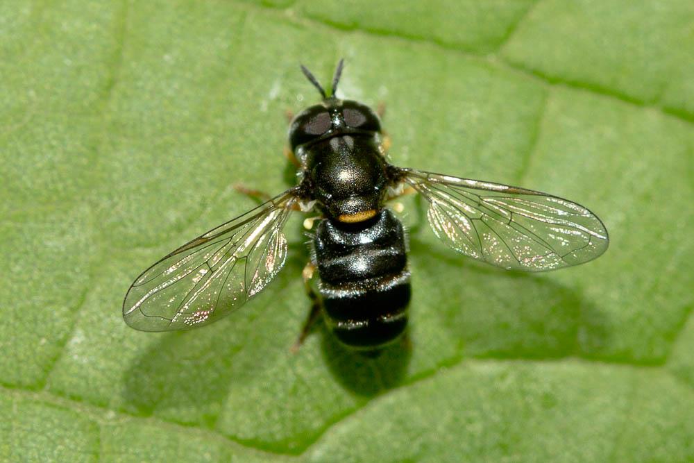 Paragus pecchiolii Rondani, 1857