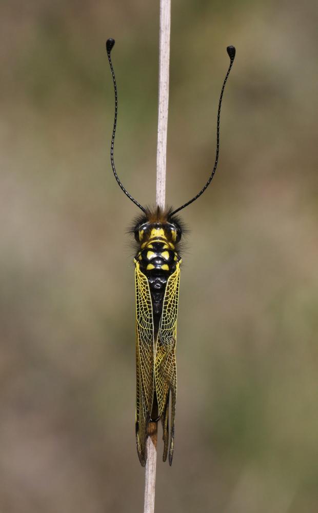Ascalaphe ambré Libelloides longicornis (Linnaeus, 1764)