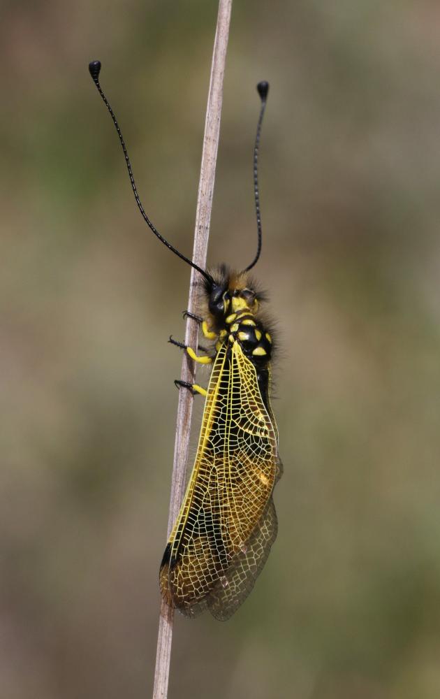 Ascalaphe ambré Libelloides longicornis (Linnaeus, 1764)