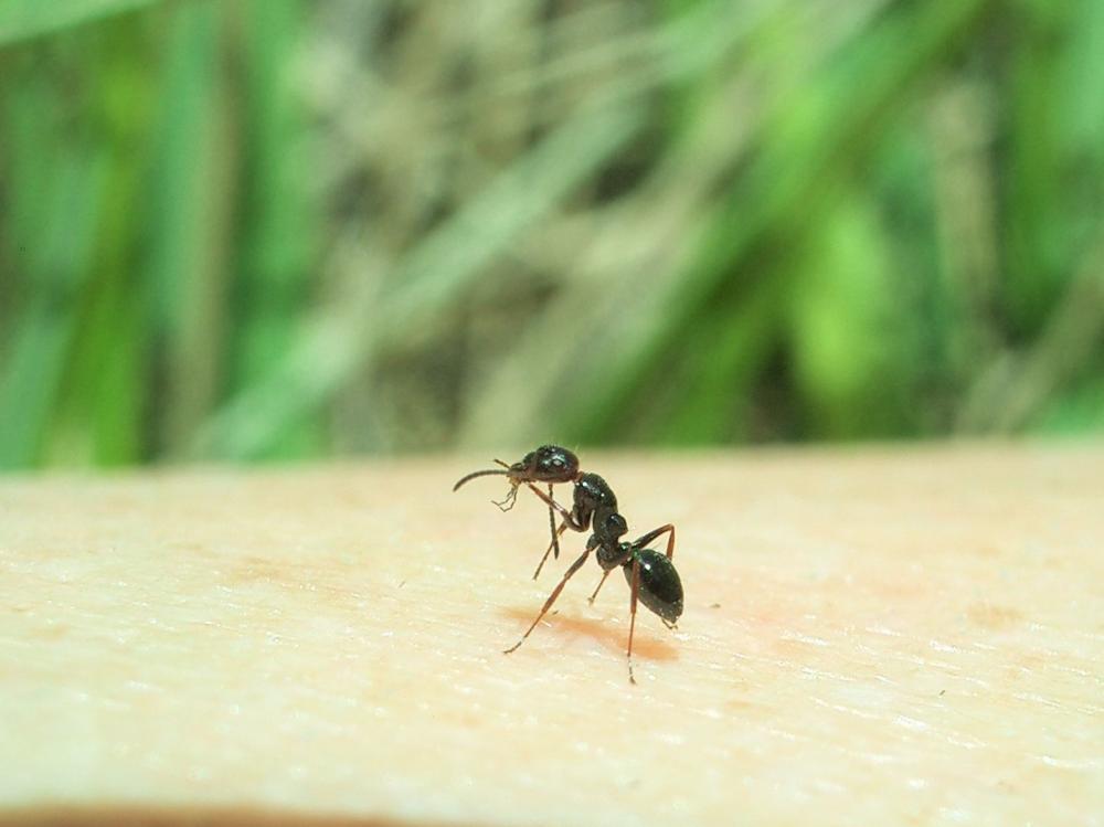 Camponotus piceus (Leach, 1825)