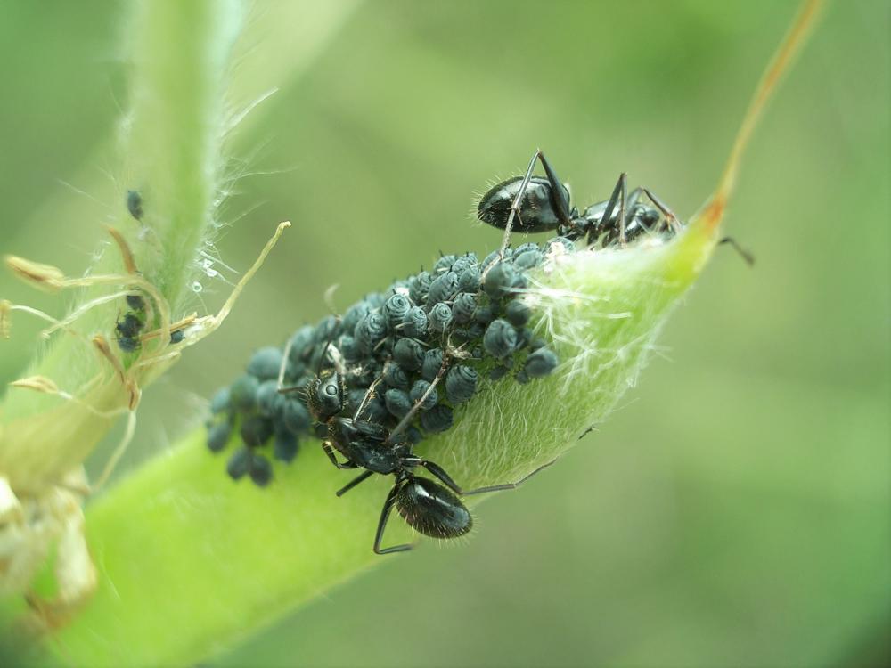  Camponotus aethiops (Latreille, 1798)