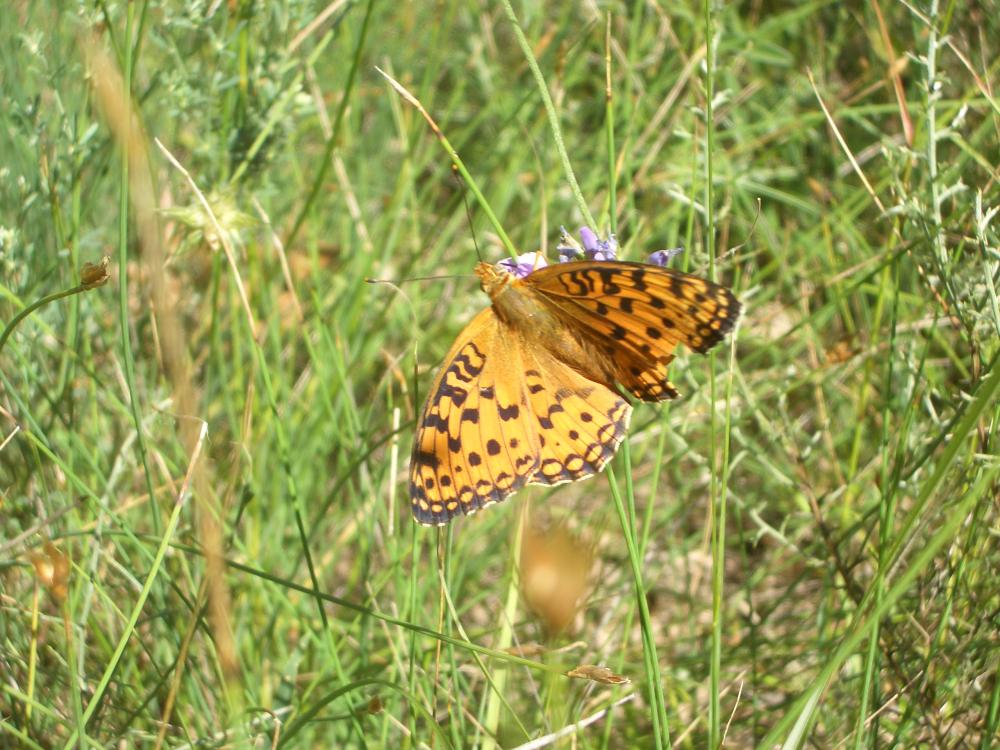 Le Chiffre (Le) Fabriciana niobe (Linnaeus, 1758)
