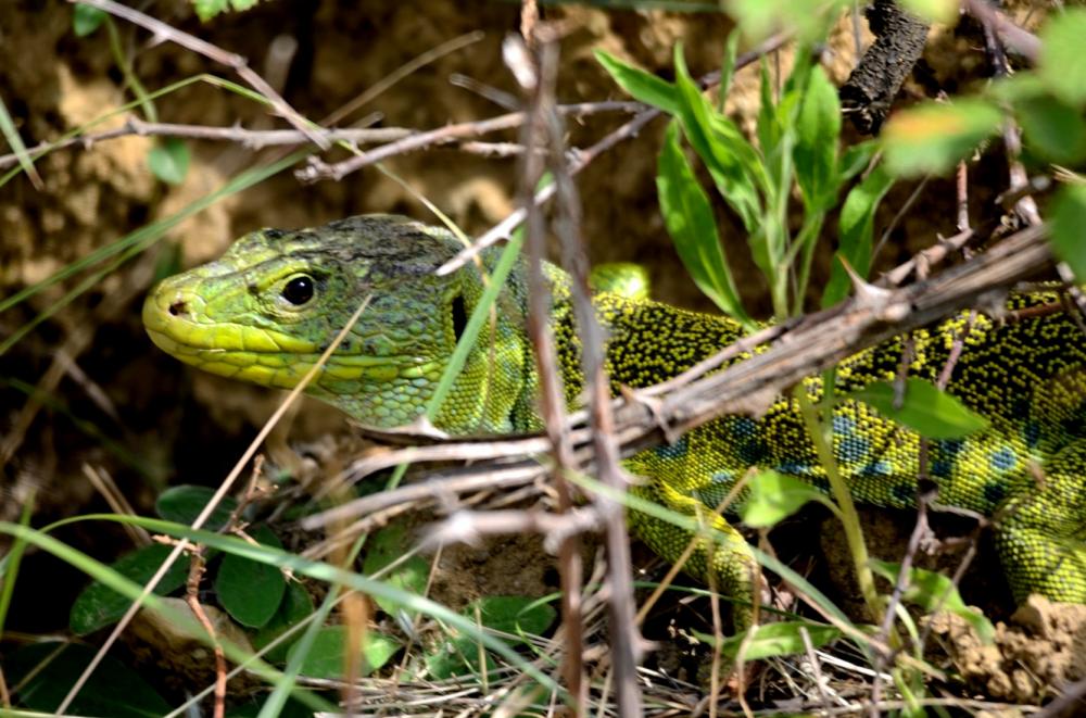 Lézard ocellé Timon lepidus (Daudin, 1802)