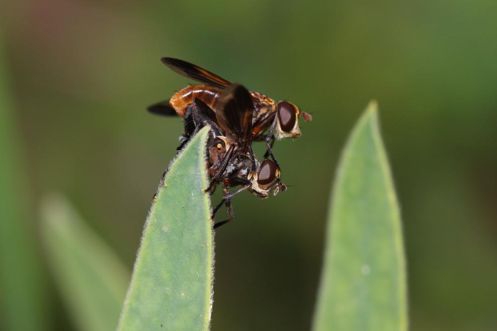 Trichopoda pennipes (Fabricius, 1781)