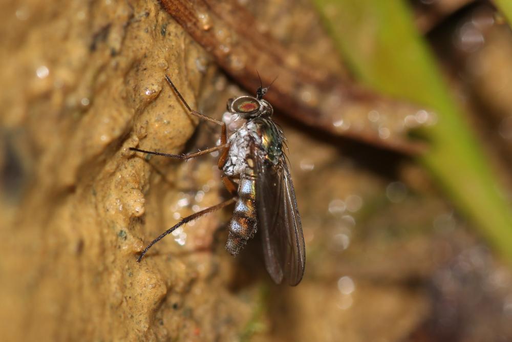 Dolichopodidae Latreille, 1809