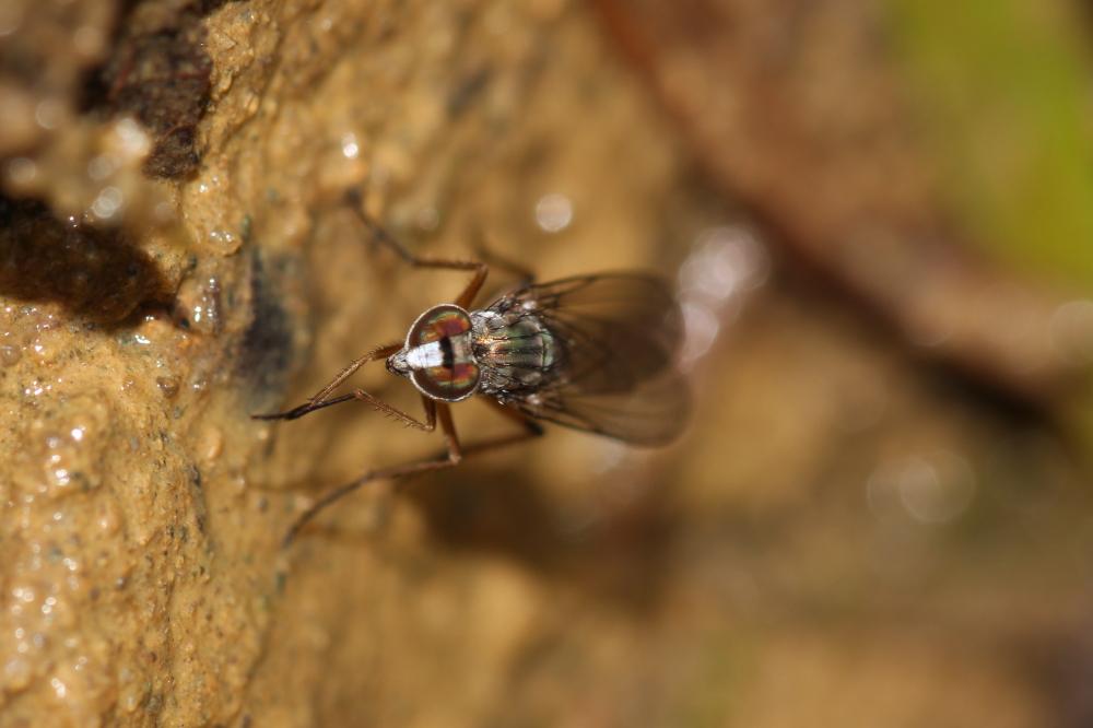 Dolichopodidae Latreille, 1809