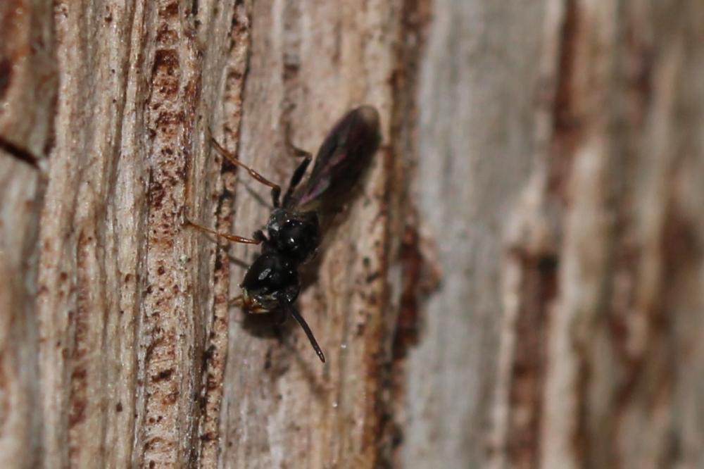 Le  sp. Passaloecus Shuckard, 1837 sp.