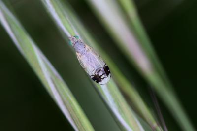  Trupanea stellata (Fuessly, 1775)