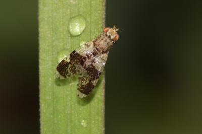  Tephritis formosa (Loew, 1844)