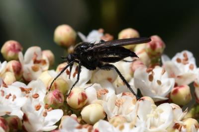  Empis ciliata Fabricius, 1787