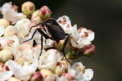  Empis ciliata Fabricius, 1787