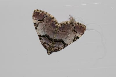 Violette (La), Cidarie dérivée (La) Anticlea derivata (Denis & Schiffermüller, 1775)