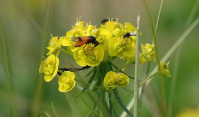  Arge cyanocrocea (Förster, 1771)