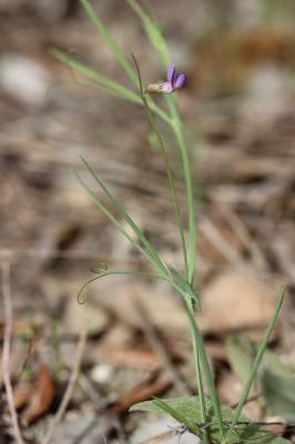 Gesse anguleuse Lathyrus angulatus L., 1753