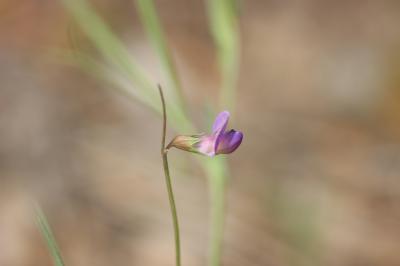 Gesse anguleuse Lathyrus angulatus L., 1753