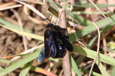 Xylocope irisé Xylocopa iris (Christ, 1791)