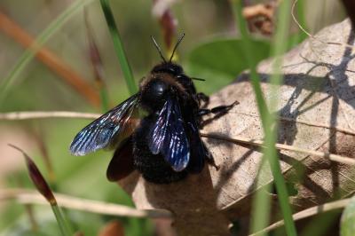 Xylocope irisé Xylocopa iris (Christ, 1791)