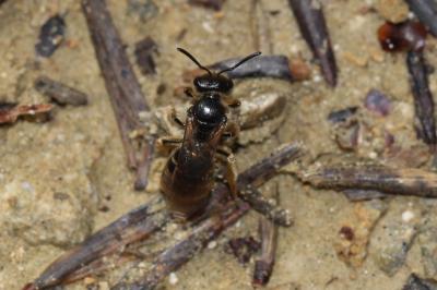  Halictidae Thomson, 1869