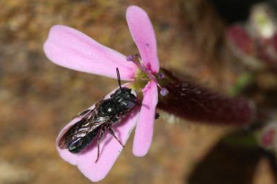  Ceratina Latreille, 1802