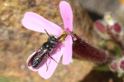  Ceratina Latreille, 1802