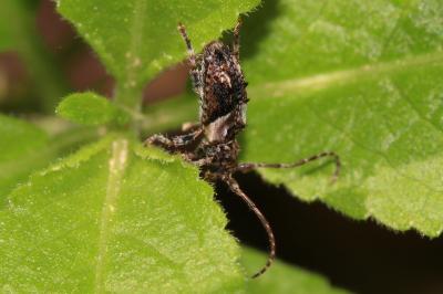 Capricorne à étuis dentelés Pogonocherus hispidus (Linnaeus, 1758)