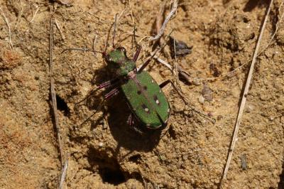 Cicindèle champêtre Cicindela campestris Linnaeus, 1758