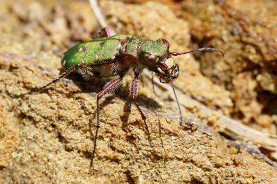 Cicindèle champêtre Cicindela campestris Linnaeus, 1758