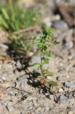 Polycarpe à quatre feuilles Polycarpon tetraphyllum subsp. tetraphyllum (L.) L., 1759
