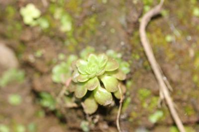 Orpin pourpier, Orpin paniculé Sedum cepaea L., 1753