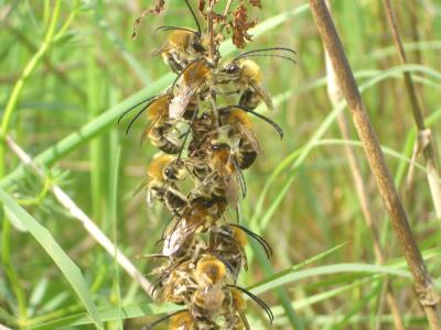  Eucera Scopoli, 1770
