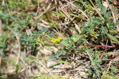 Hippocrépide à deux fleurs Hippocrepis biflora Spreng., 1815