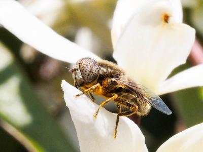  Eristalinus aeneus (Scopoli, 1763)