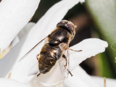  Eristalinus aeneus (Scopoli, 1763)