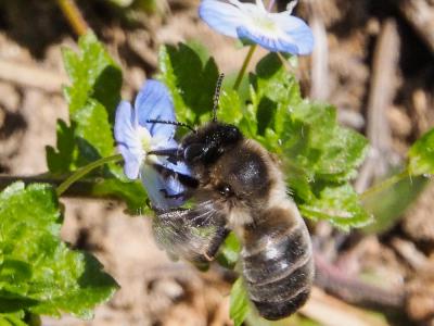  Eucera Scopoli, 1770