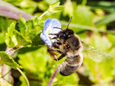  Eucera Scopoli, 1770