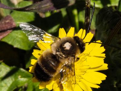  Eucera Scopoli, 1770