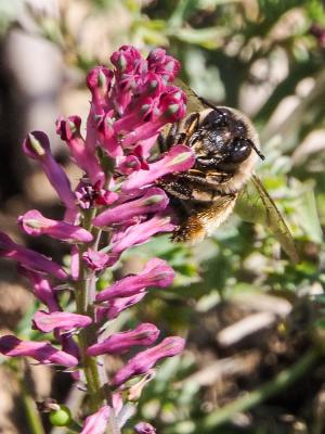  Eucera Scopoli, 1770