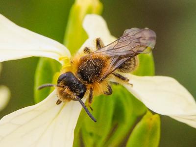  Andrena lagopus Latreille, 1809