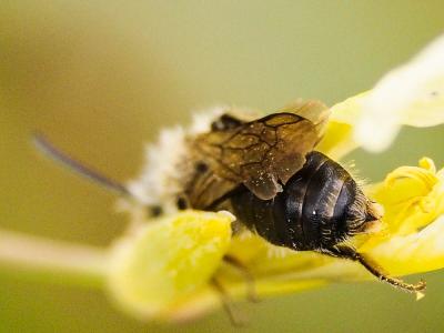 Andrena lagopus Latreille, 1809
