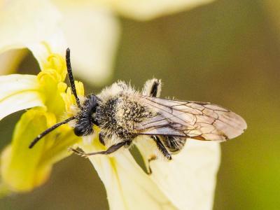  Andrena lagopus Latreille, 1809