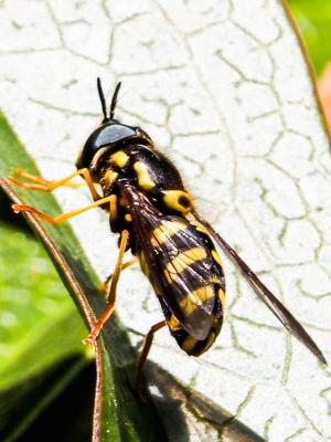  Chrysotoxum intermedium (Meigen, 1822)