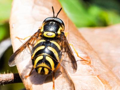  Chrysotoxum intermedium (Meigen, 1822)
