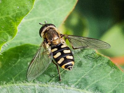  Eupeodes luniger (Meigen, 1822)