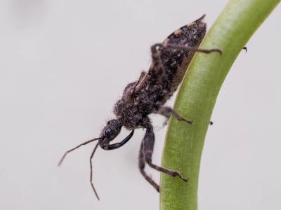  Coranus griseus (Rossi, 1790)