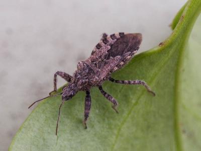  Coranus griseus (Rossi, 1790)