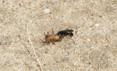  Anoplius viaticus (Linnaeus, 1758)
