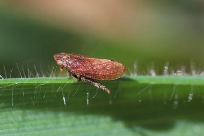  Tettigometra 