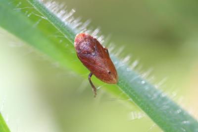  Tettigometra 