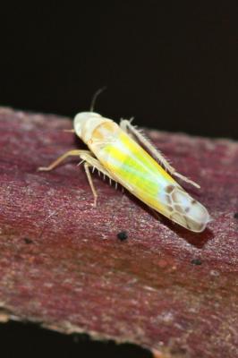 Ribautiana tenerrima (Herrich-Schäffer, 1834)